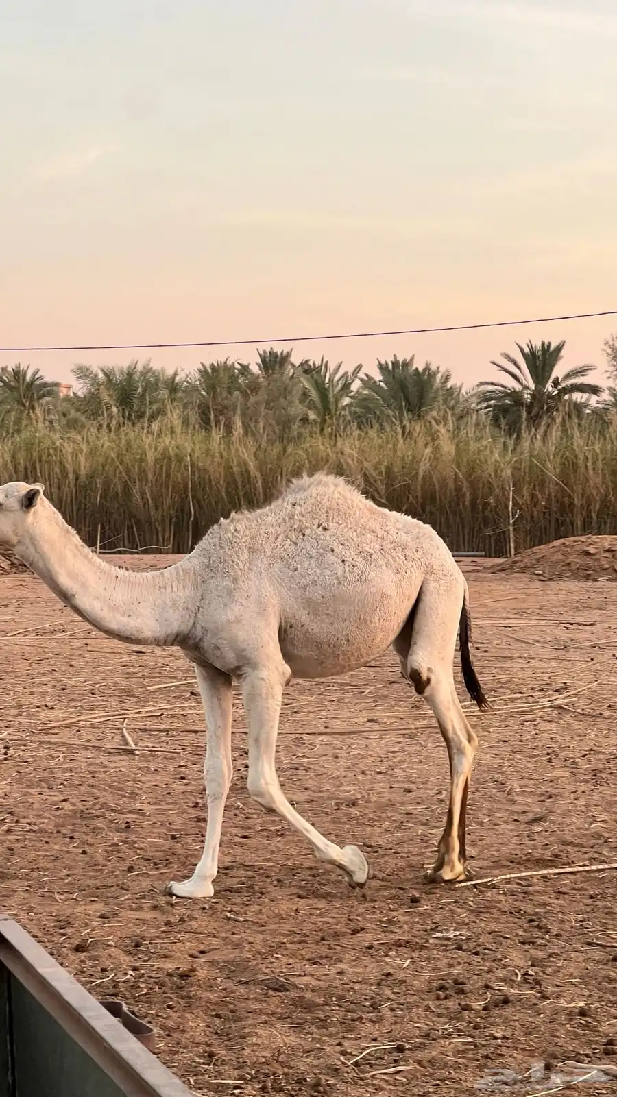 مفروده طيبه للبيع الموقع الشملي 1