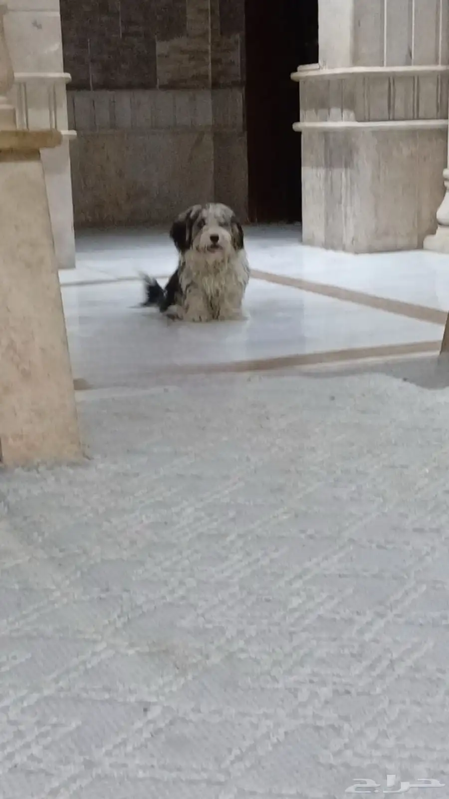 كلب مالتيز للبيع Maltese dog for sale 0