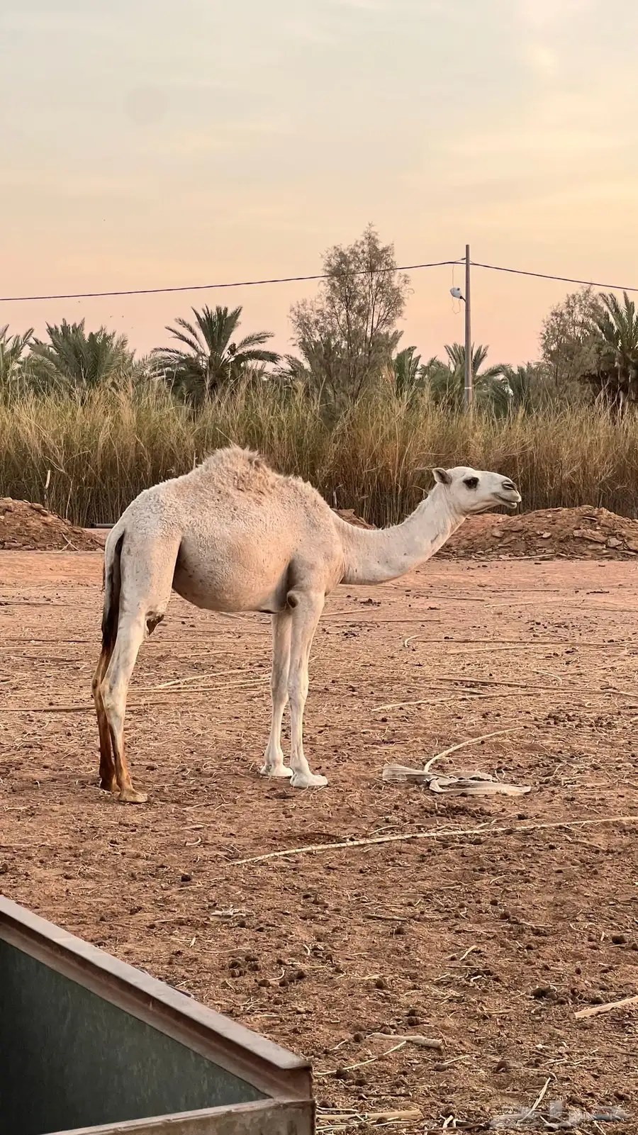 مفروده طيبه للبيع الموقع الشملي 0