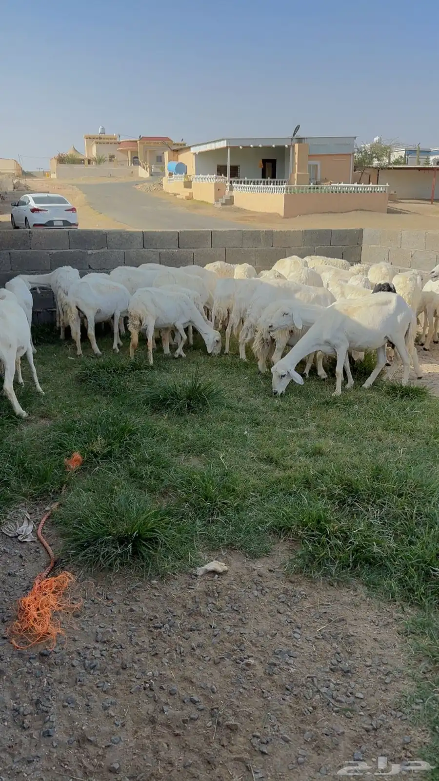 غنم مراح واحد للبيع بفحلها 12