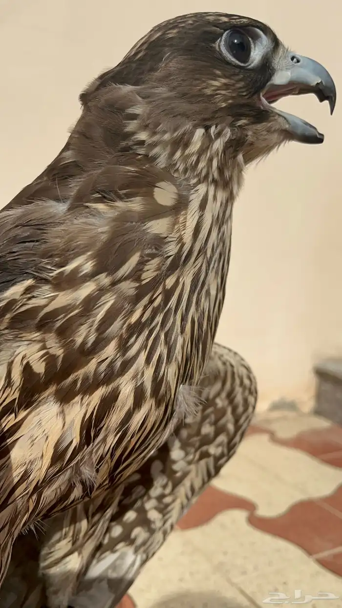جير بيور للبيع 2