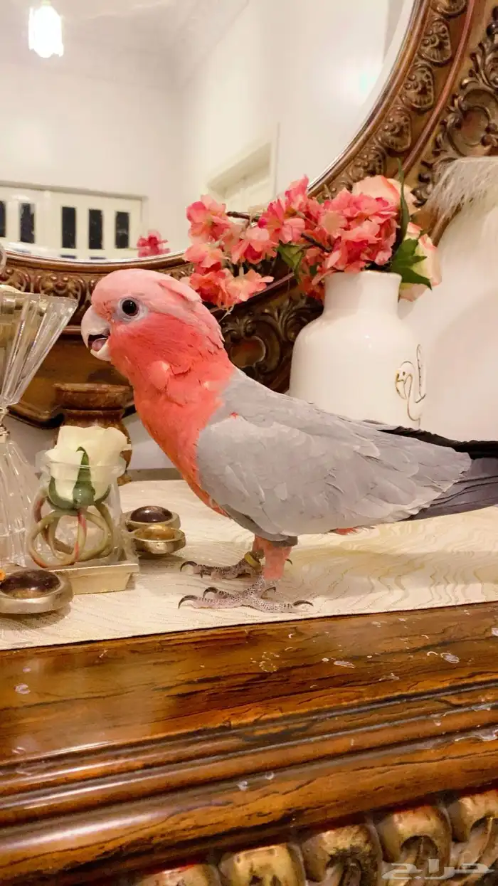 مشالله كوكاتو قالا 5