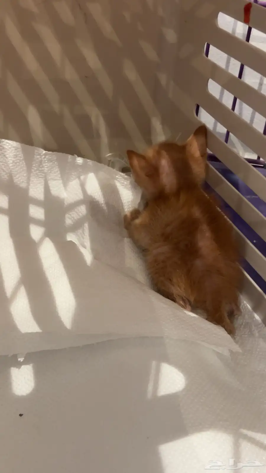 قطه صغيره 0
