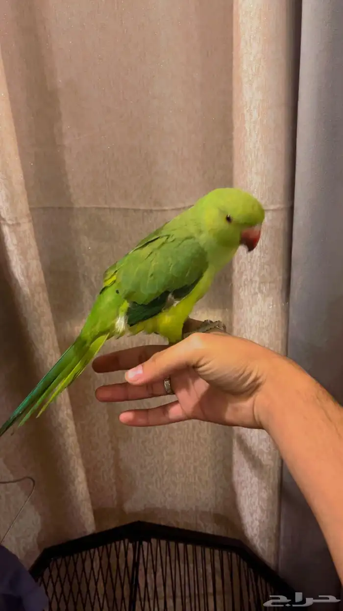 بغبغاء دورة هندي 3