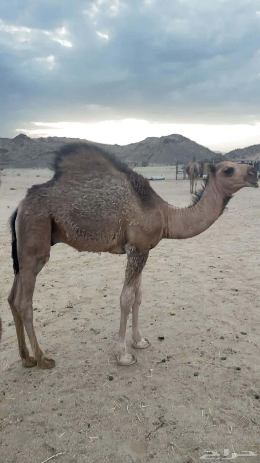 قعود كفو ومغلق عمره 5 شهور 3