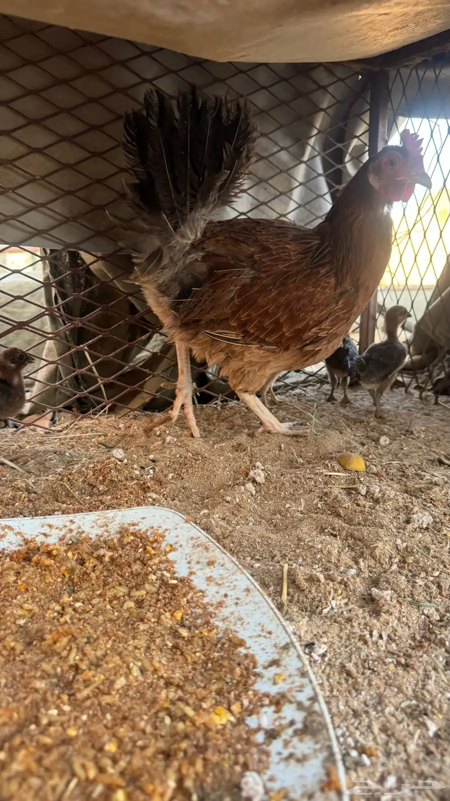 دجاج 2