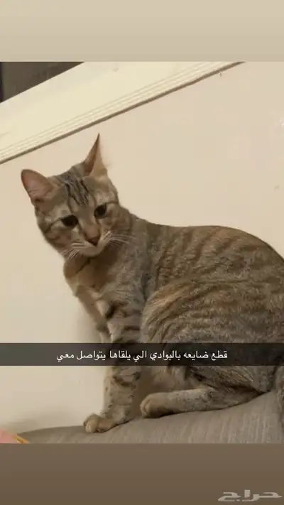 قطتي ضائعه 0