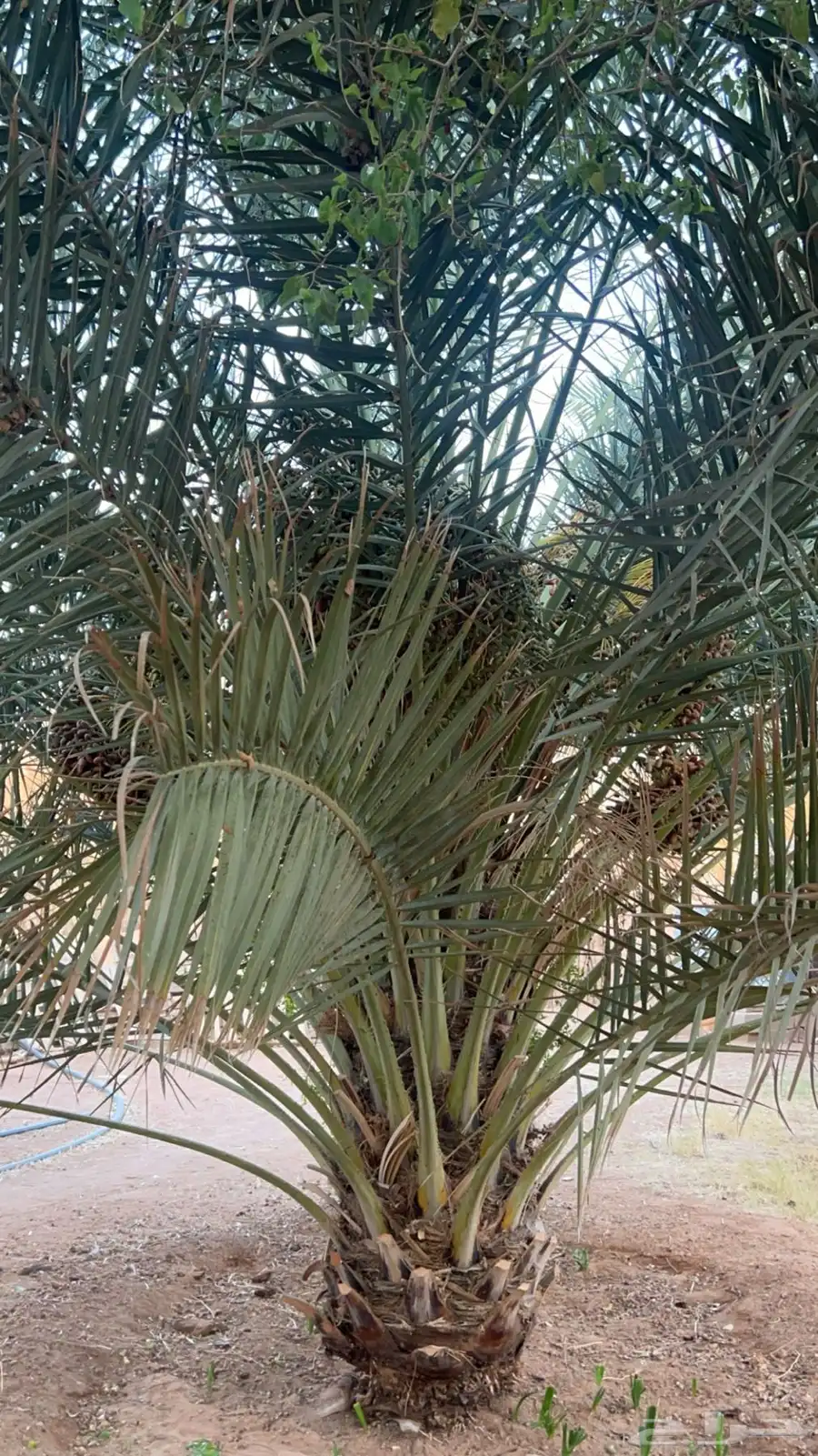 نخل 4