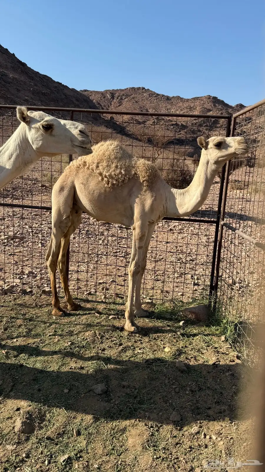 قعود للبيع 1