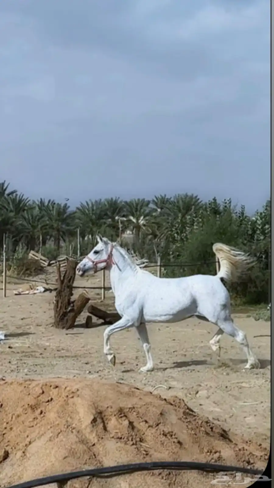 فرس جزيري 0