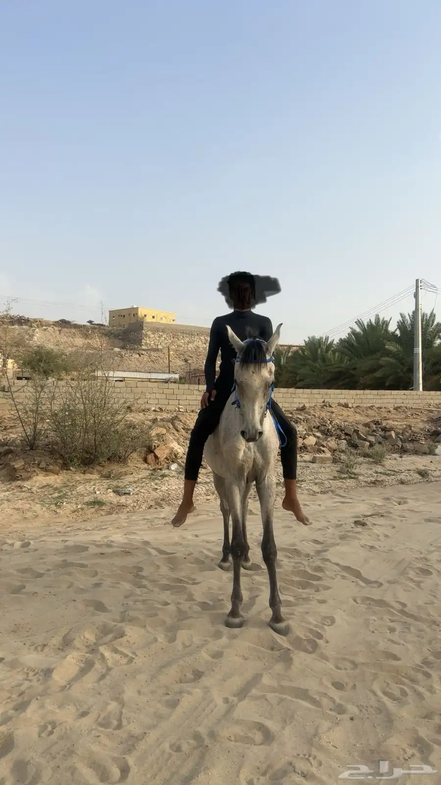 حصان كفو وسبوق له مستقبل 3