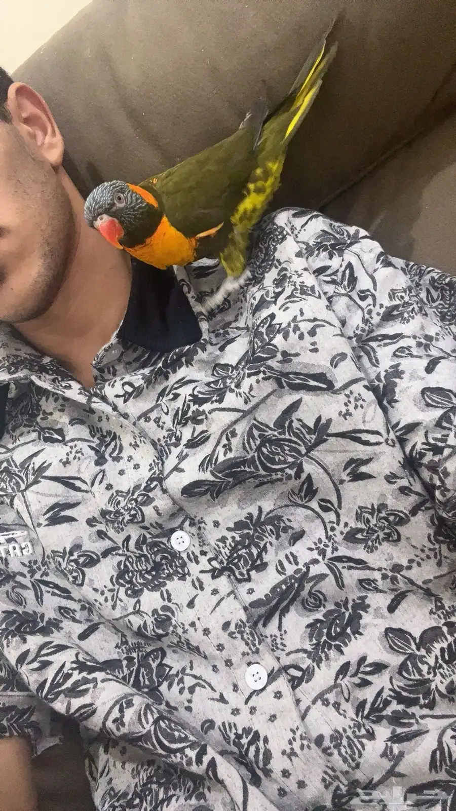 للبيع ببغاء لوري زيتي نادر 6