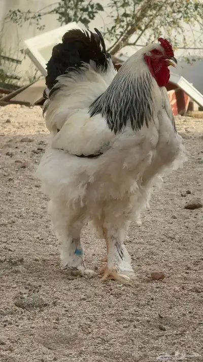 فروخ براهما كولبي 3