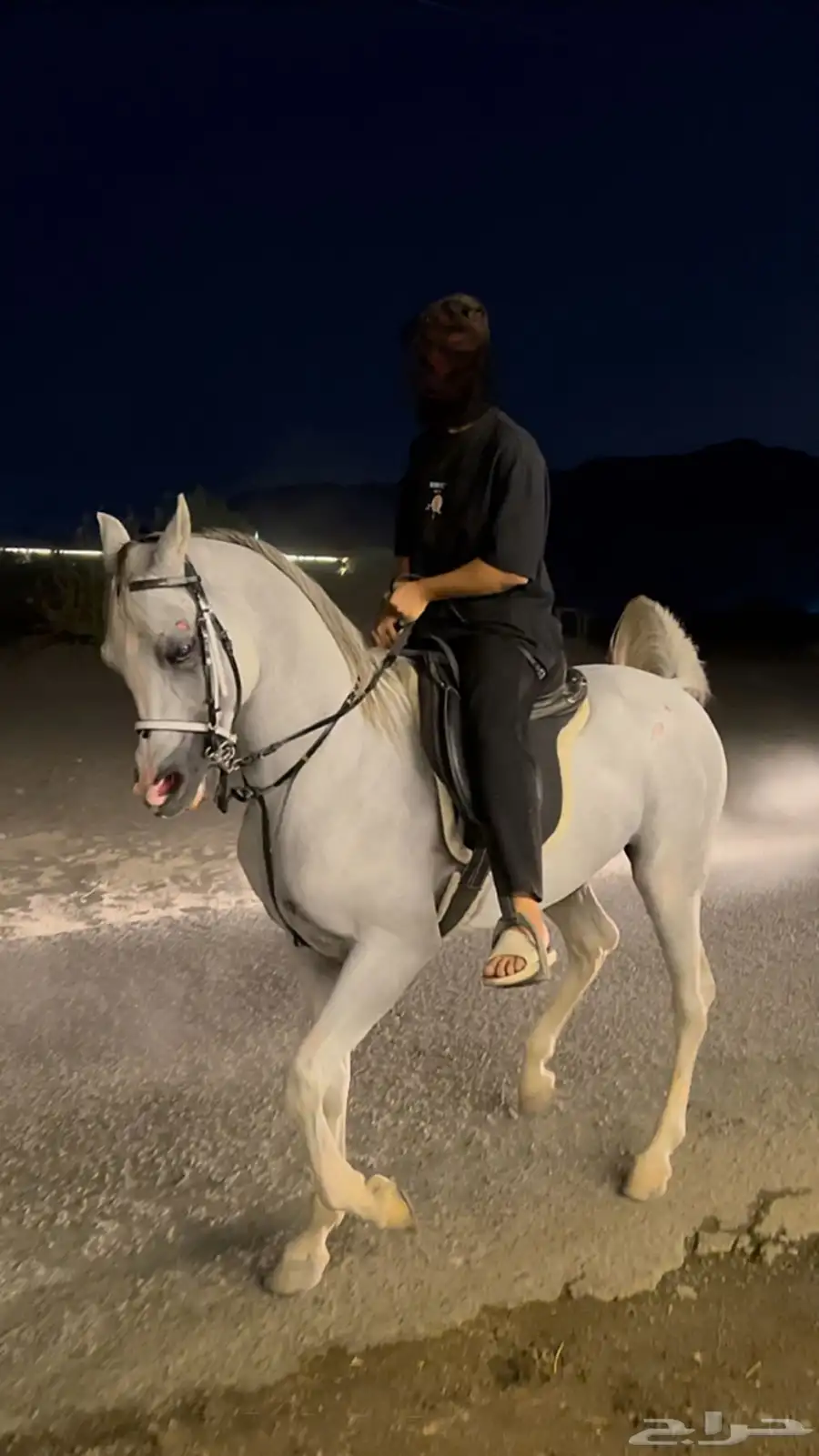 خيل index