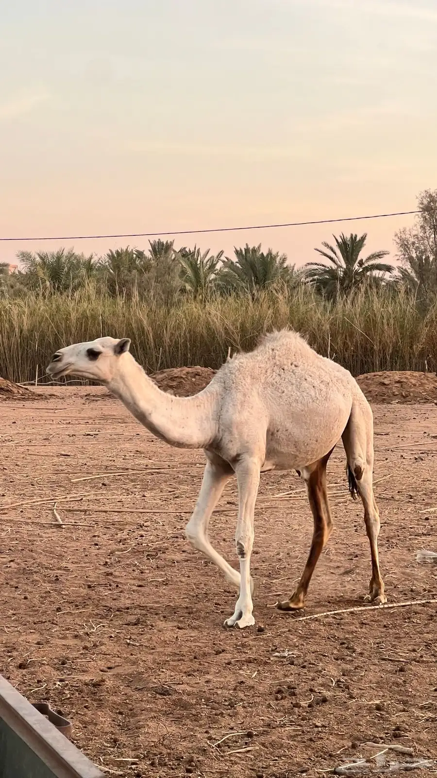 مفروده طيبه للبيع الموقع الشملي 2