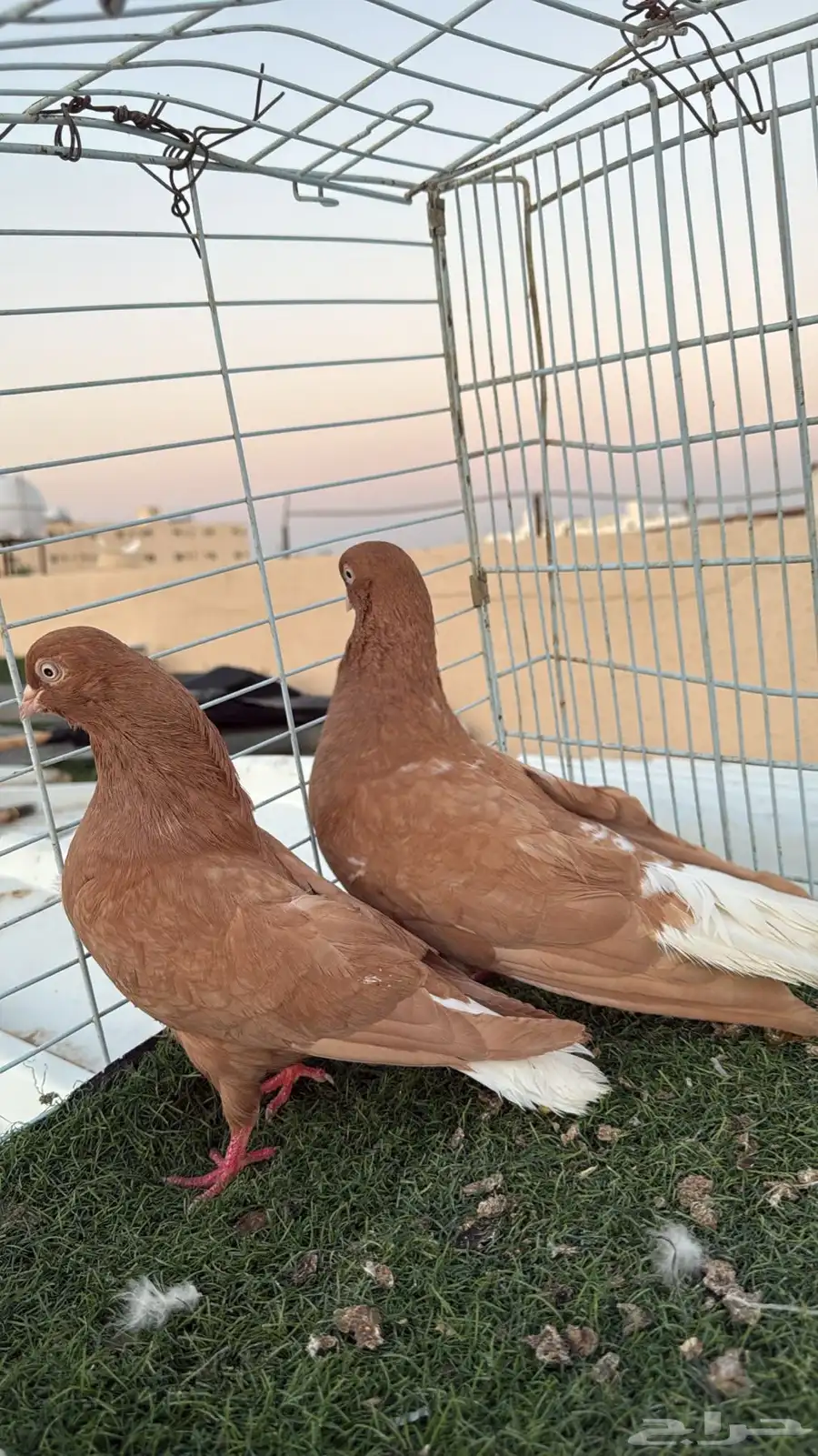 زوج نوري للبيع 0