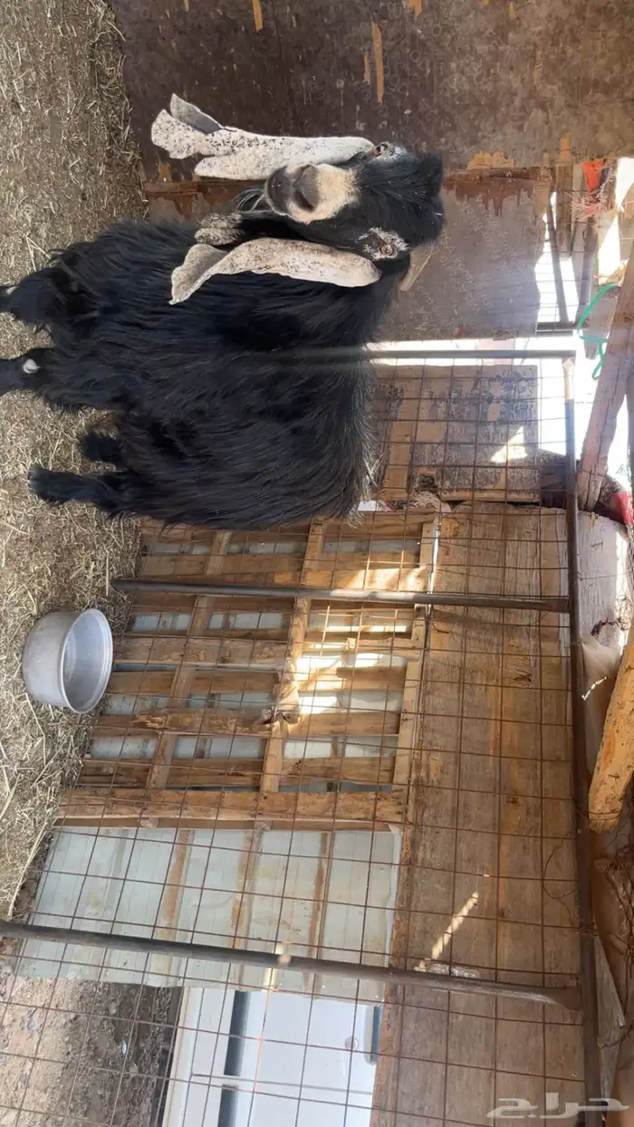 فحل عارضي للبيع 0