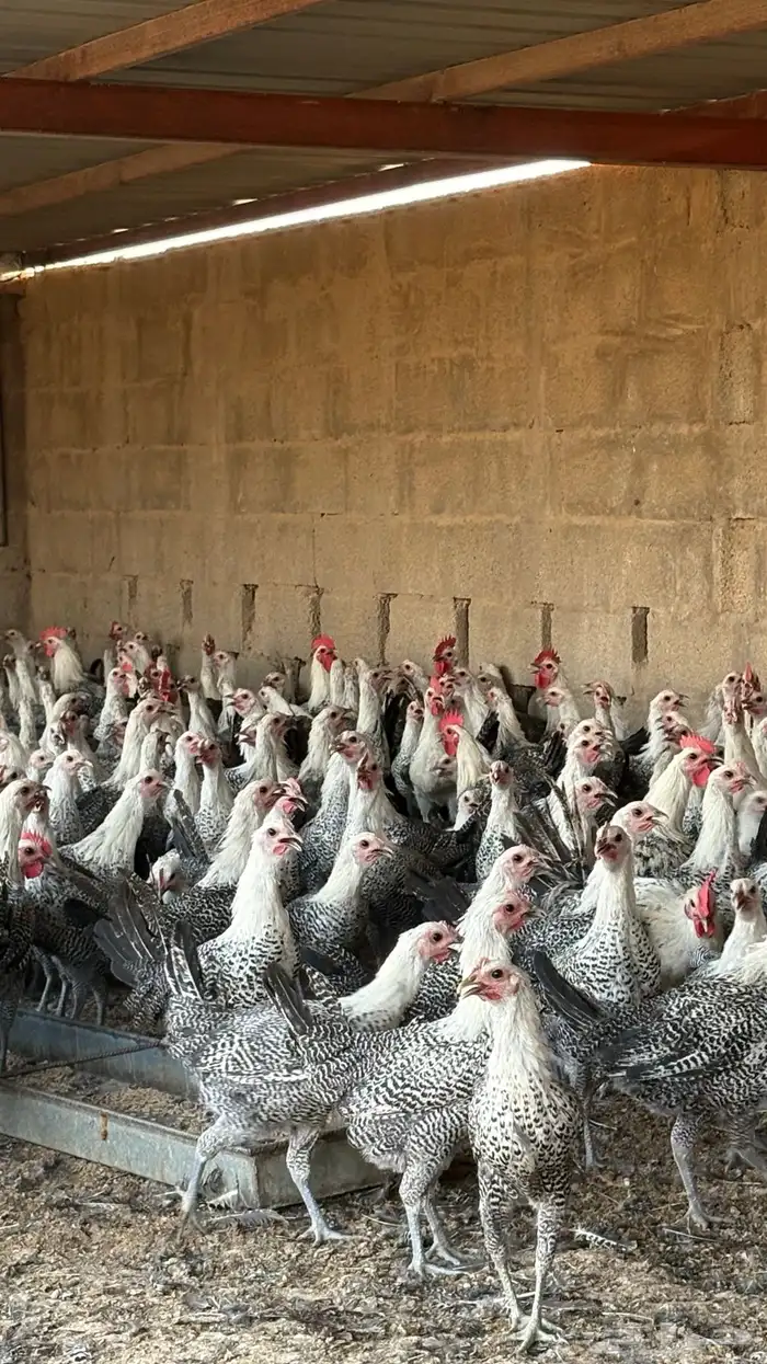 دجاج بشاير فيومي شبابي 1000 حبه 4