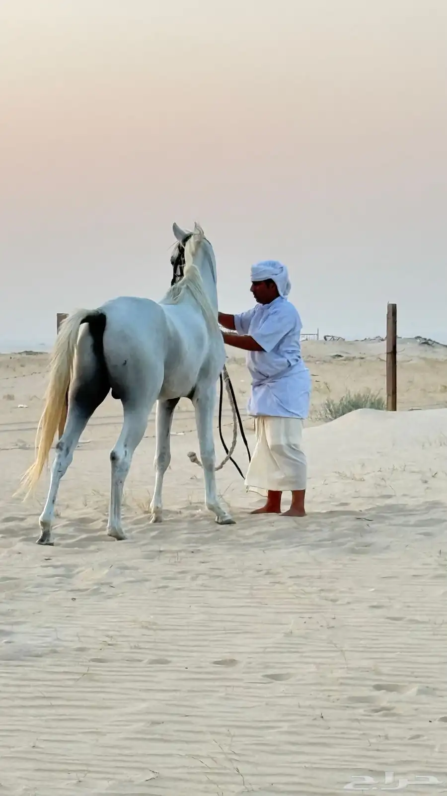 حصان واهو index