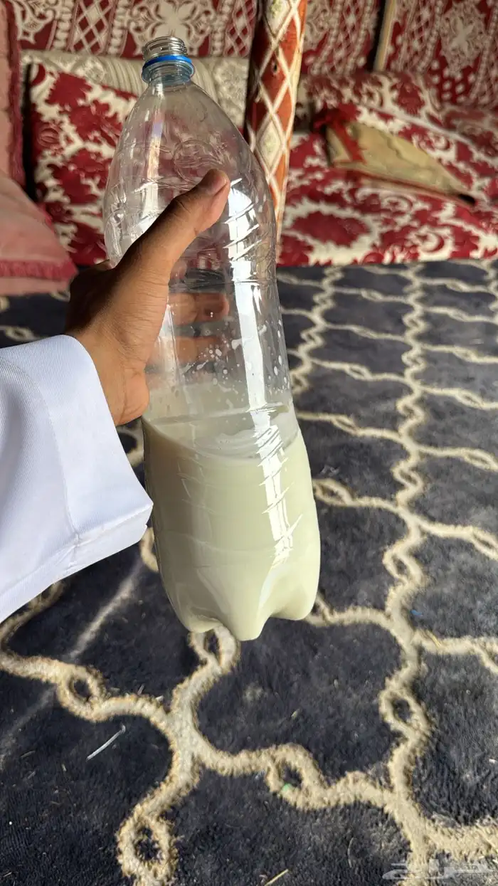 عنز جنوبيه 4