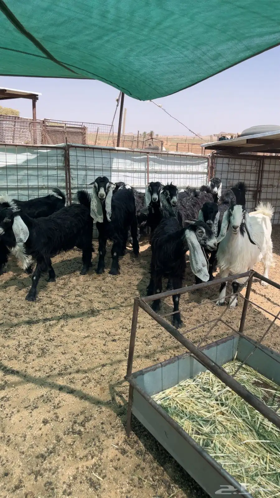 للبيع جفرات 3