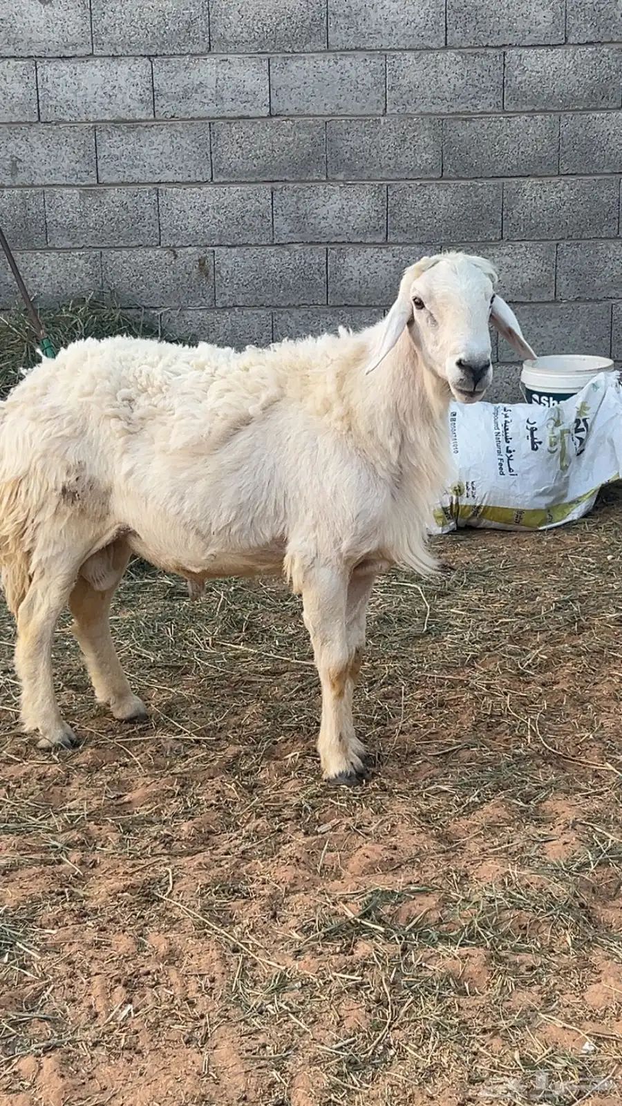 خروف فحل حري 1