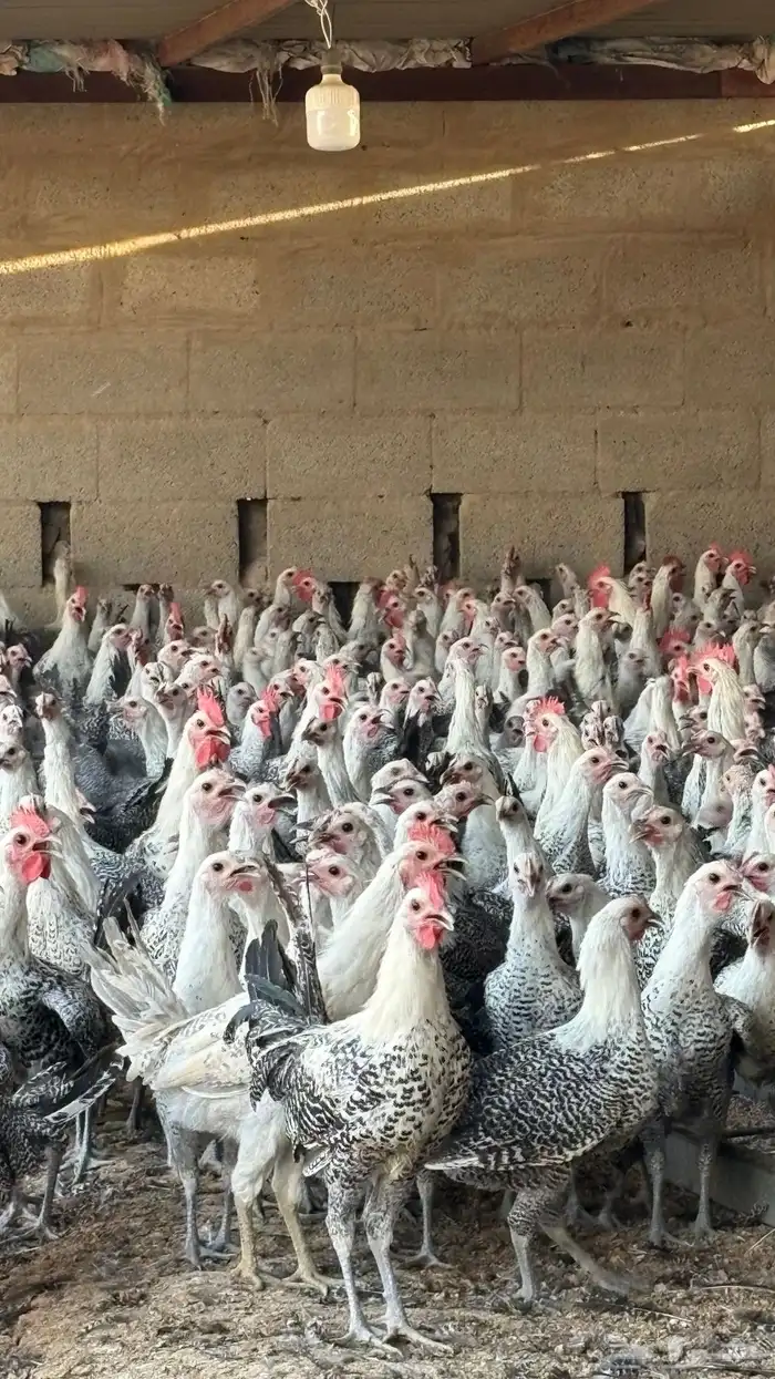 دجاج بشاير فيومي شبابي 1000 حبه 5