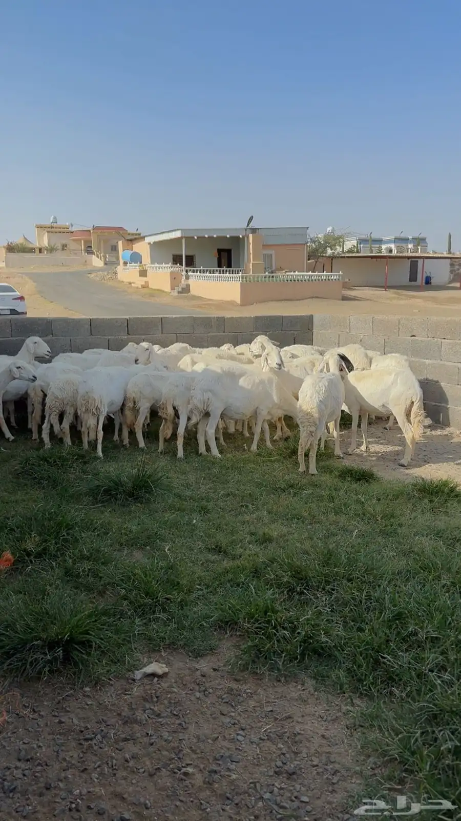 غنم مراح واحد للبيع بفحلها 25
