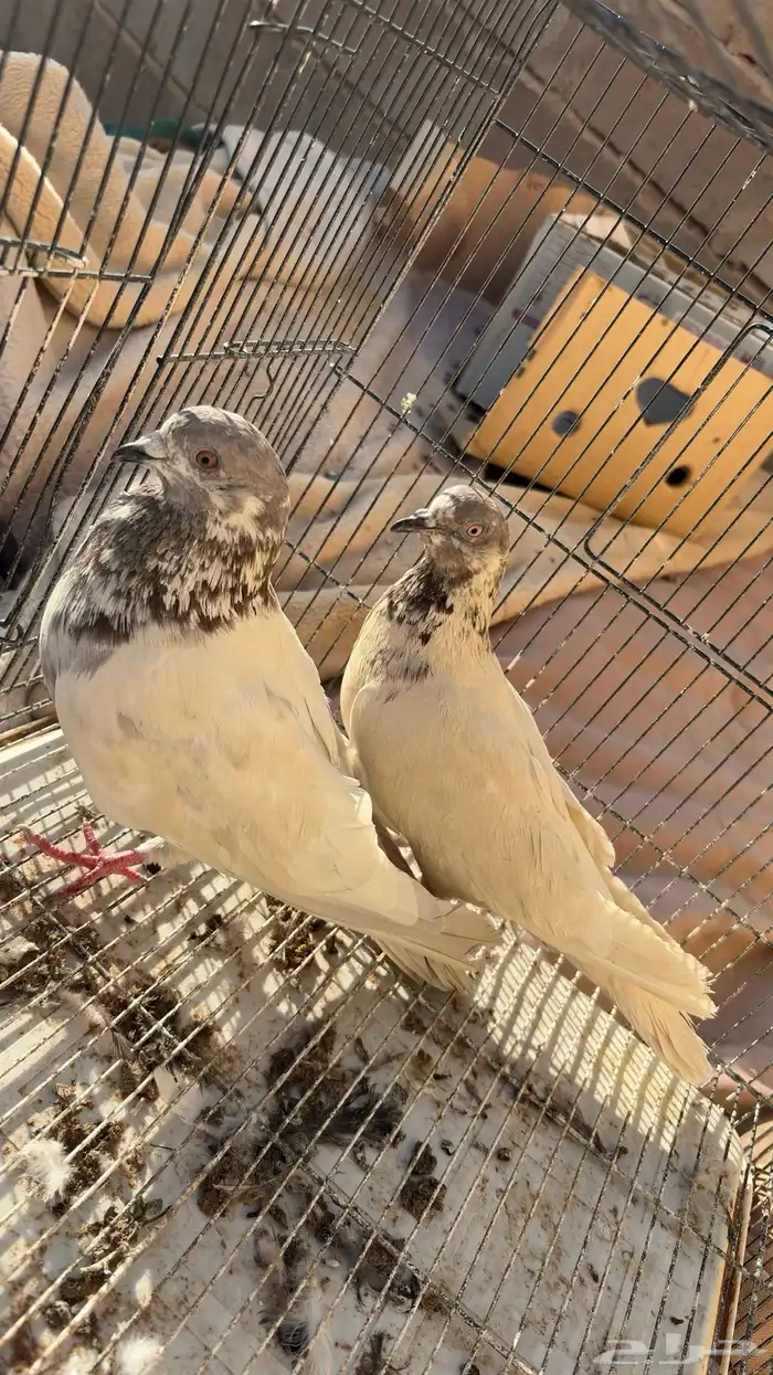 حمام بكستاني 0