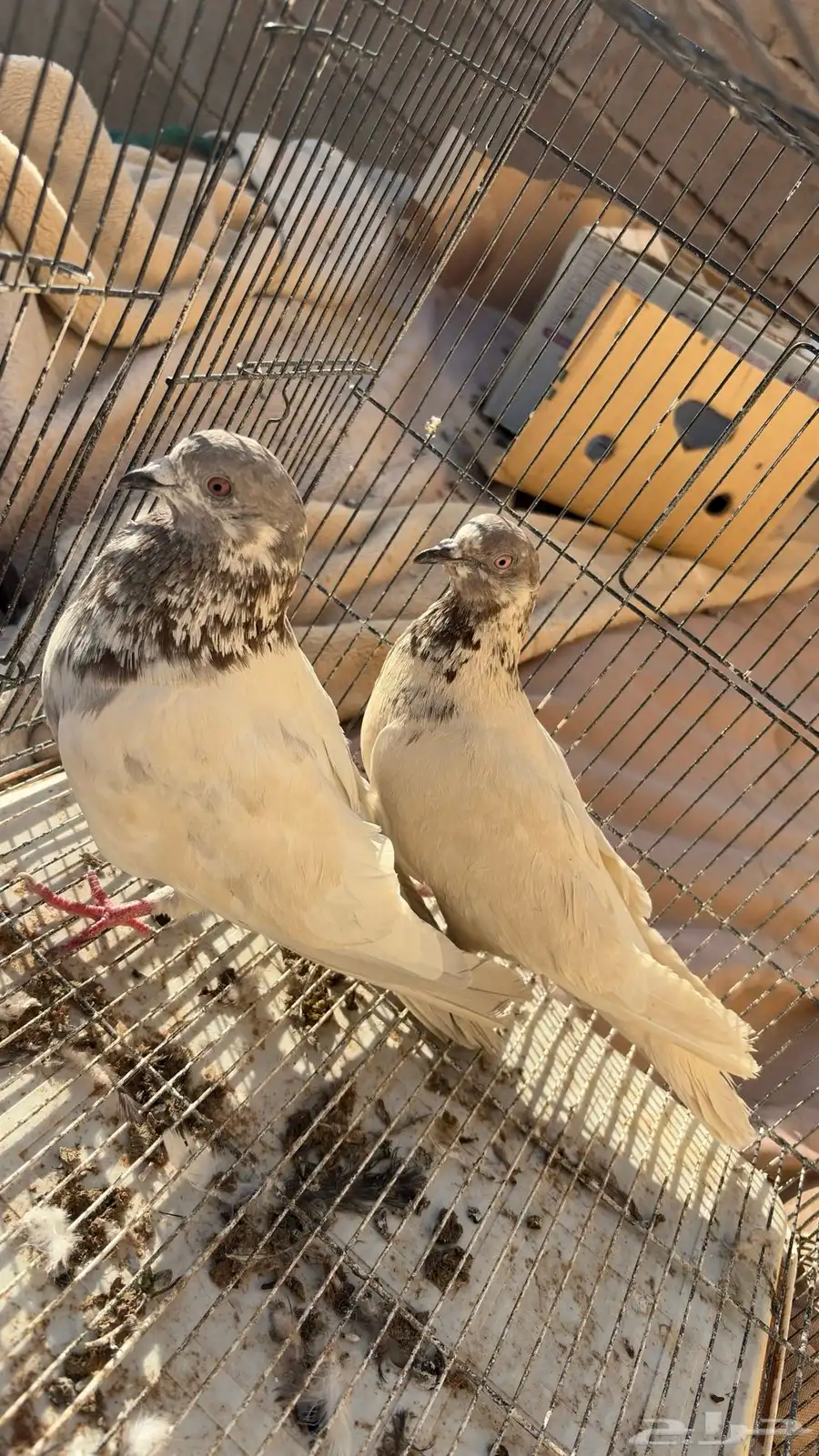 حمام بكستاني index