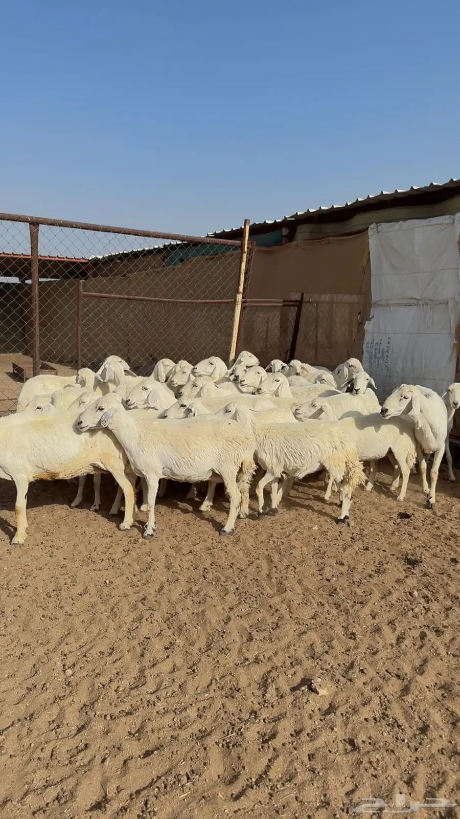 غنم مراح واحد للبيع بفحلها 16