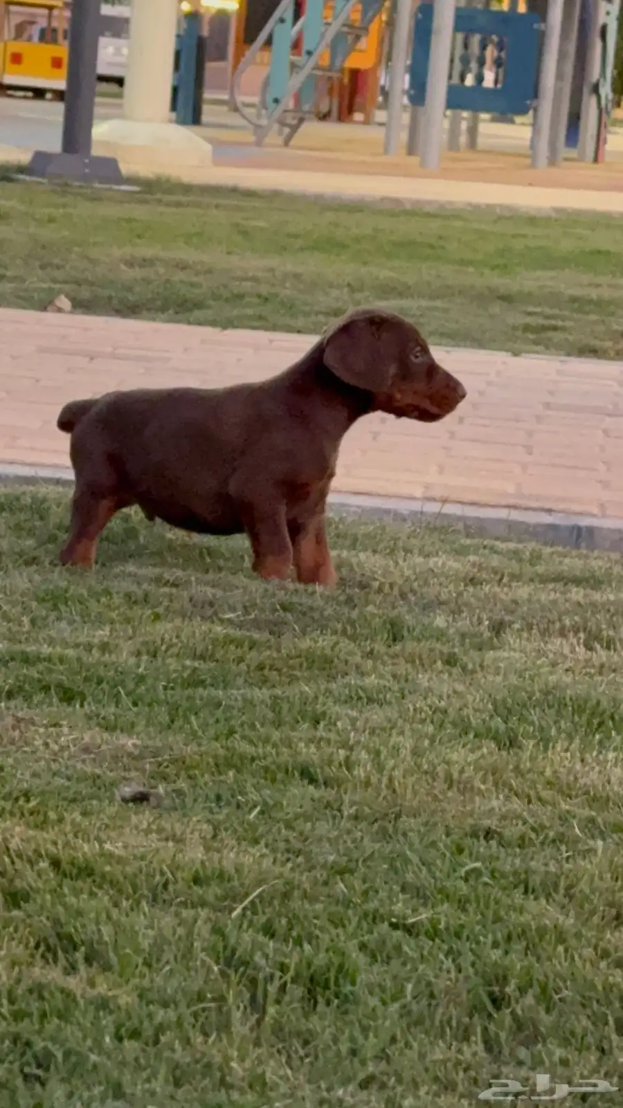 Doberman for sale كلب دوبرمان للبيع index