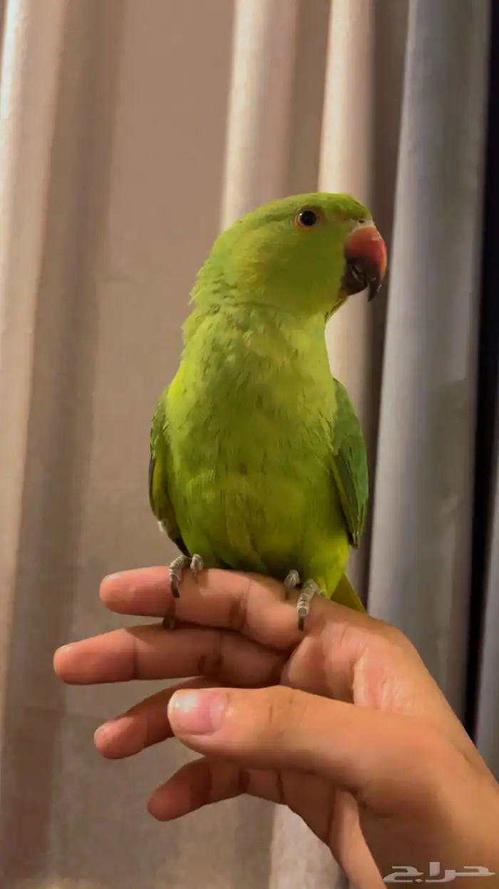 بغبغاء دورة هندي 1