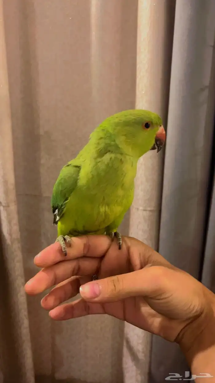 بغبغاء دورة هندي 4