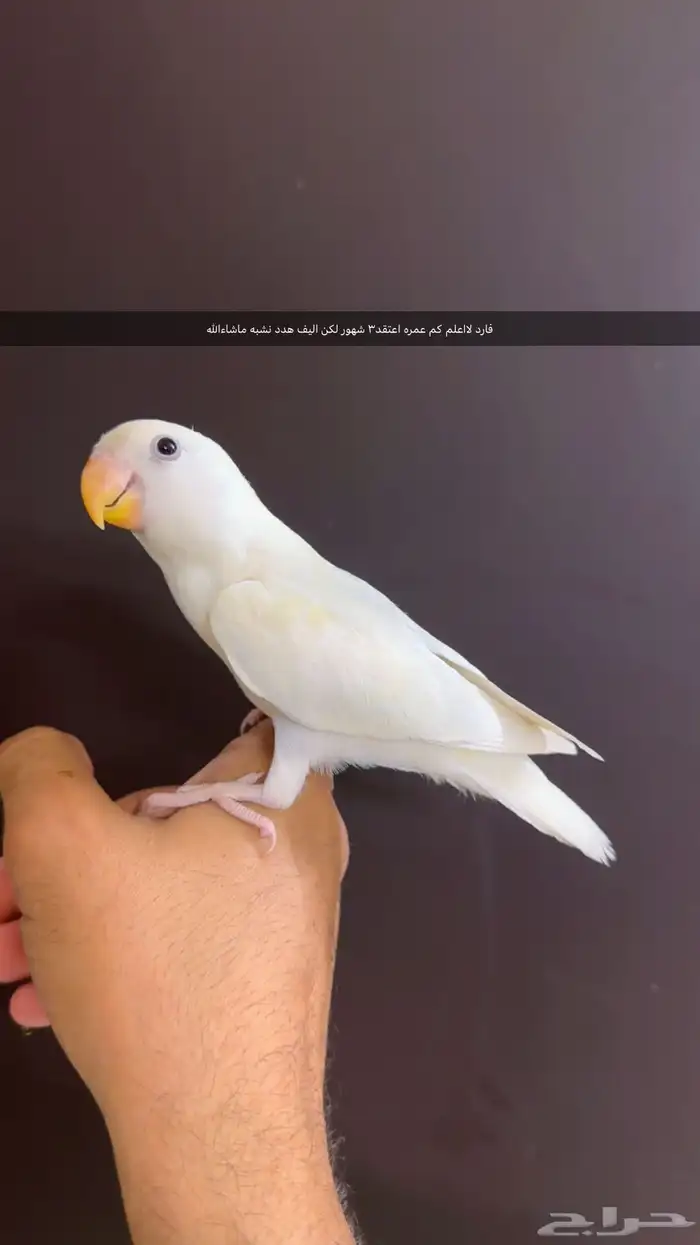 روز اليييف 1