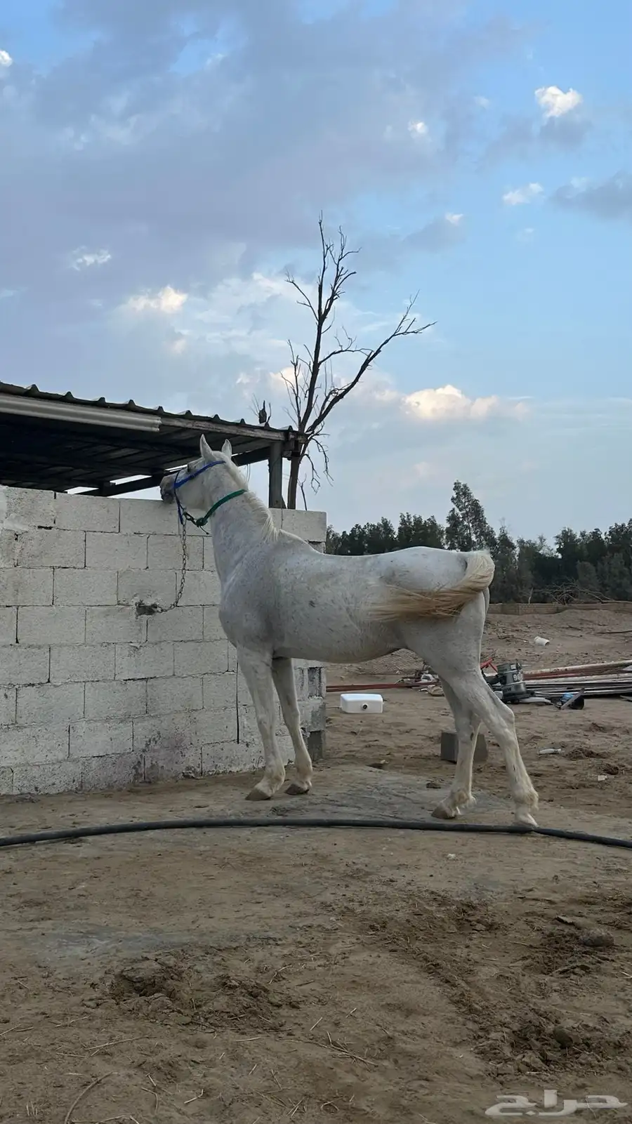 فرس جزيري 3