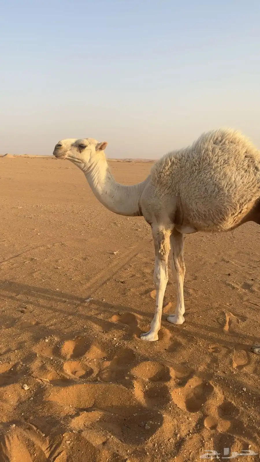 قعود لباني تحت امه 0