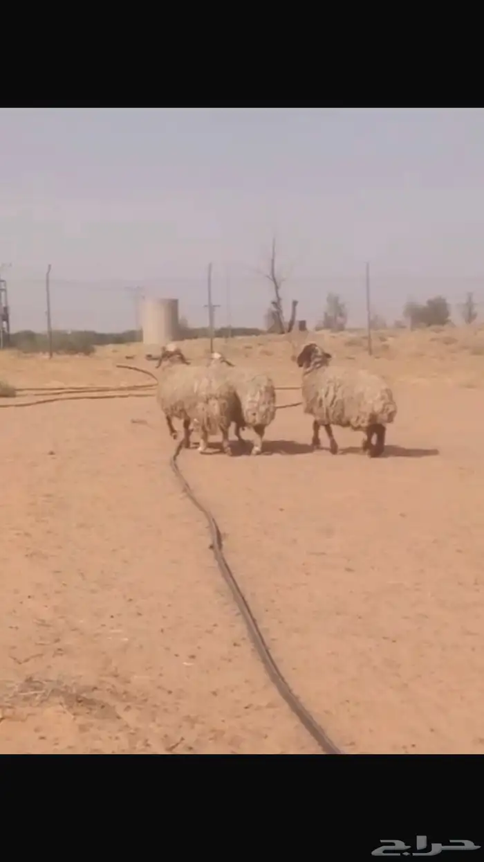 شياة نعيميات حيل( تم البيع ) 0