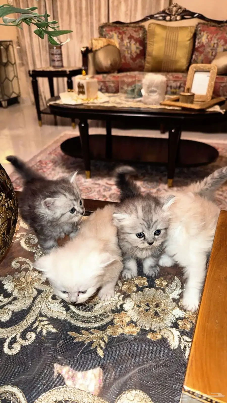 بيع قطط هملايا 3