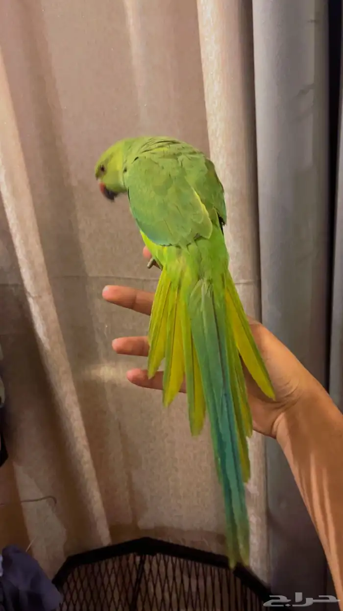 بغبغاء دورة هندي 5