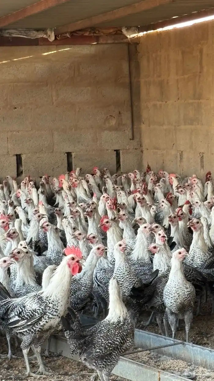 دجاج بشاير فيومي شبابي 1000 حبه 9