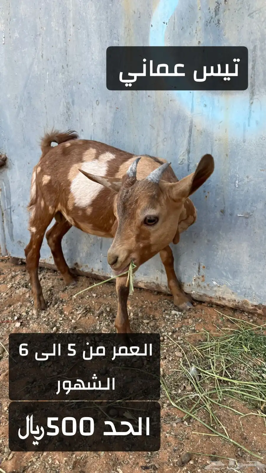 عنز عماني وتيس عماني الموقع محافظة الغاط 3