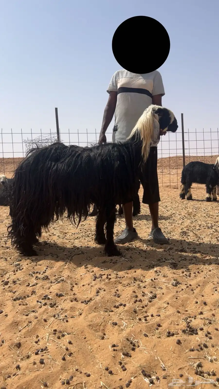 فحل تام مشروط 0