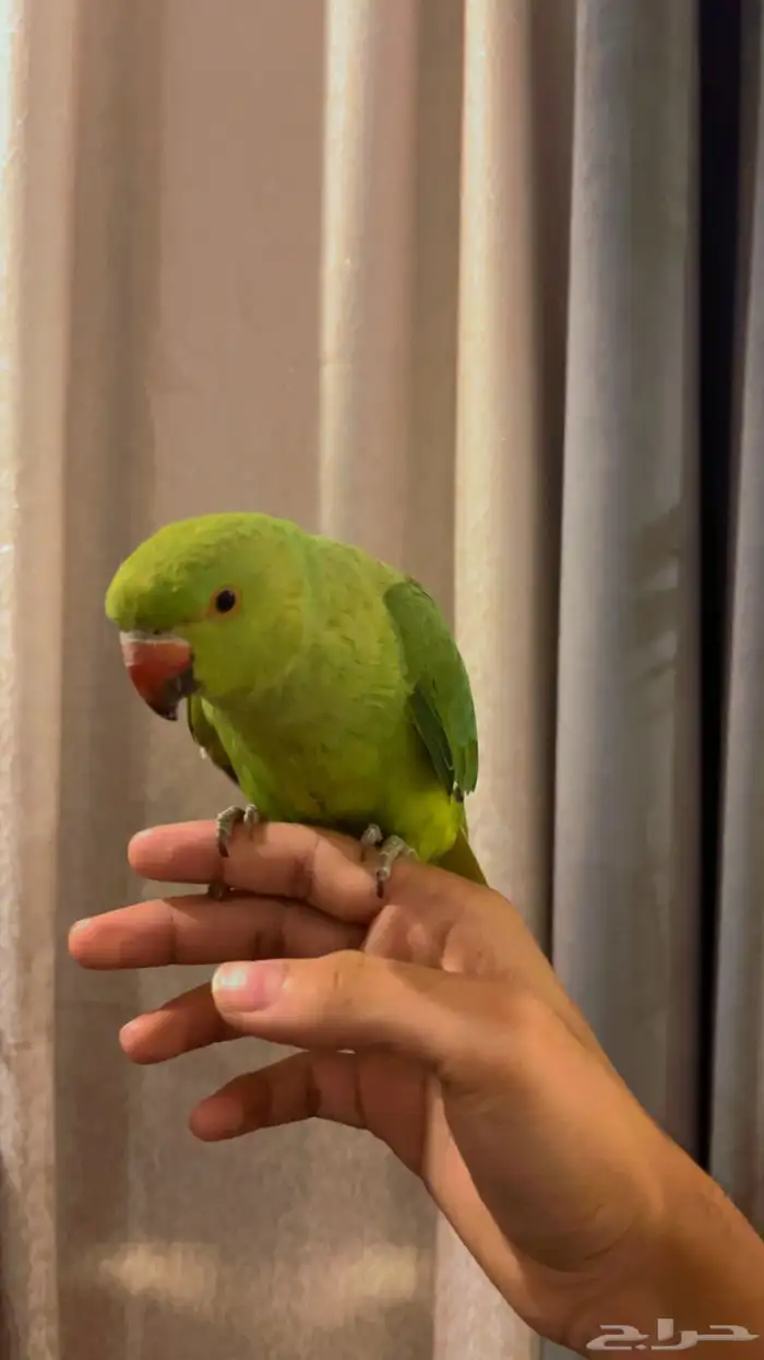 بغبغاء دورة هندي 2