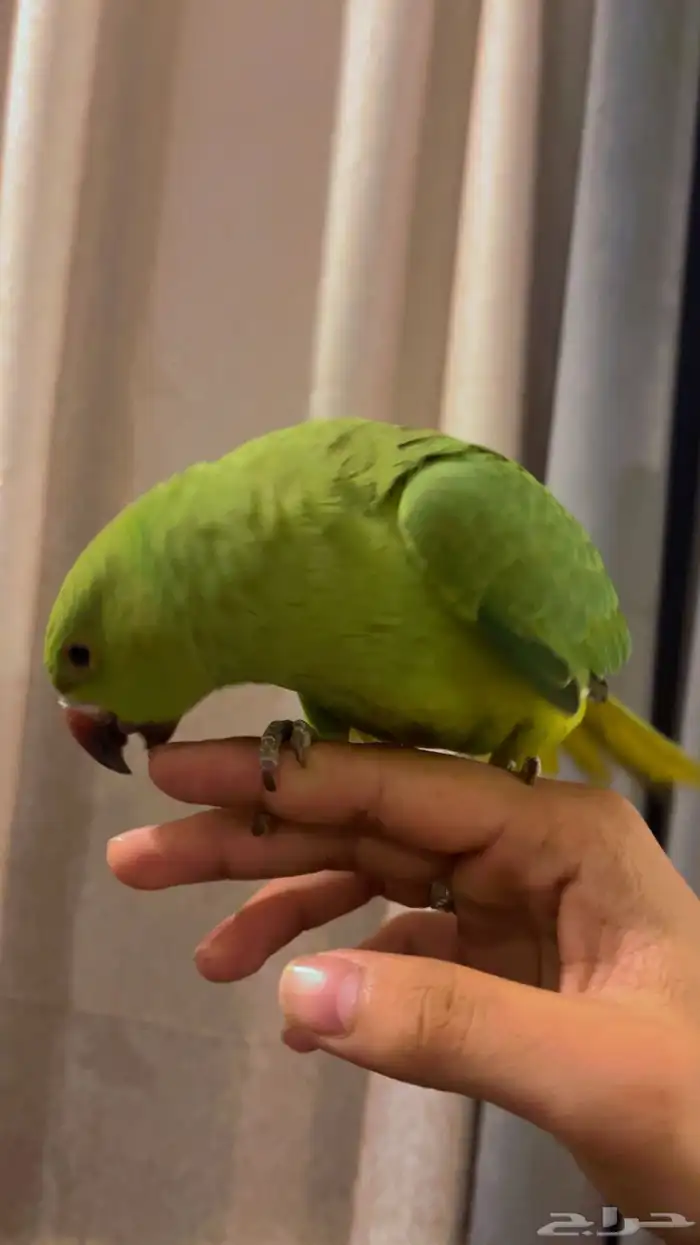 بغبغاء دورة هندي 0