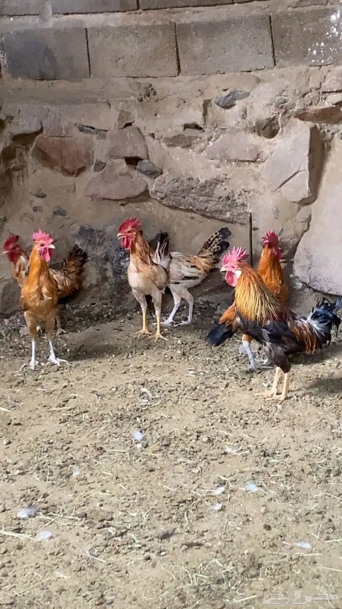ديكه بلديه كفو 2