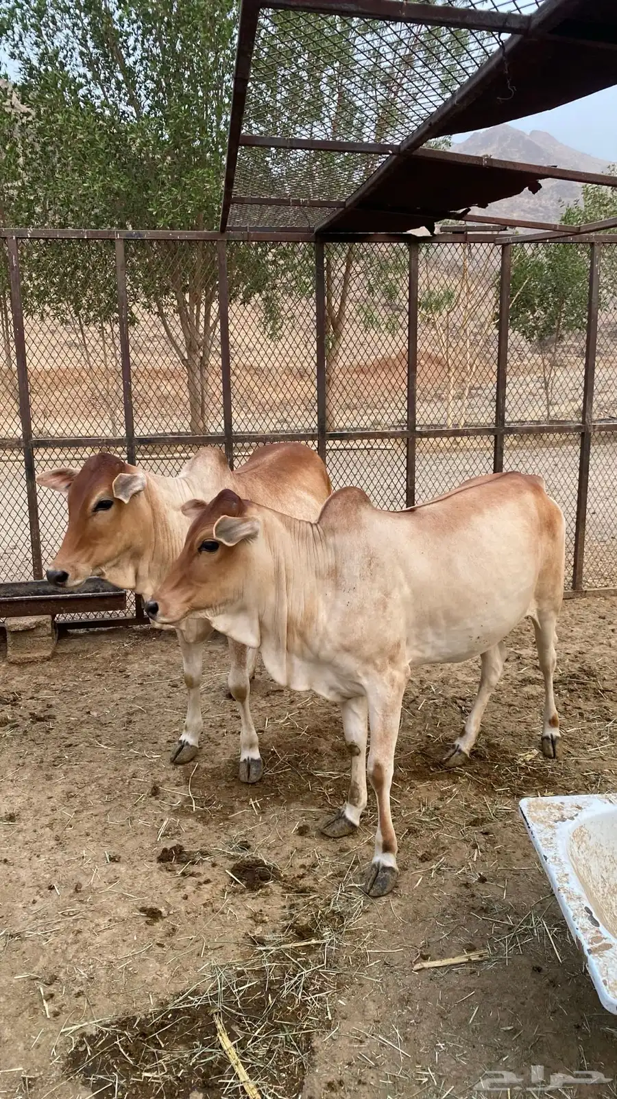 7 حسايل اناثي index