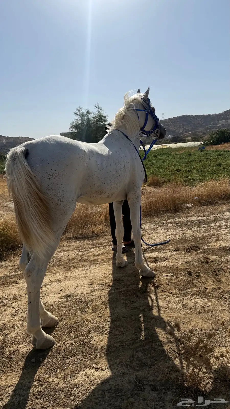 حصان للبيع ماشاءالله 1