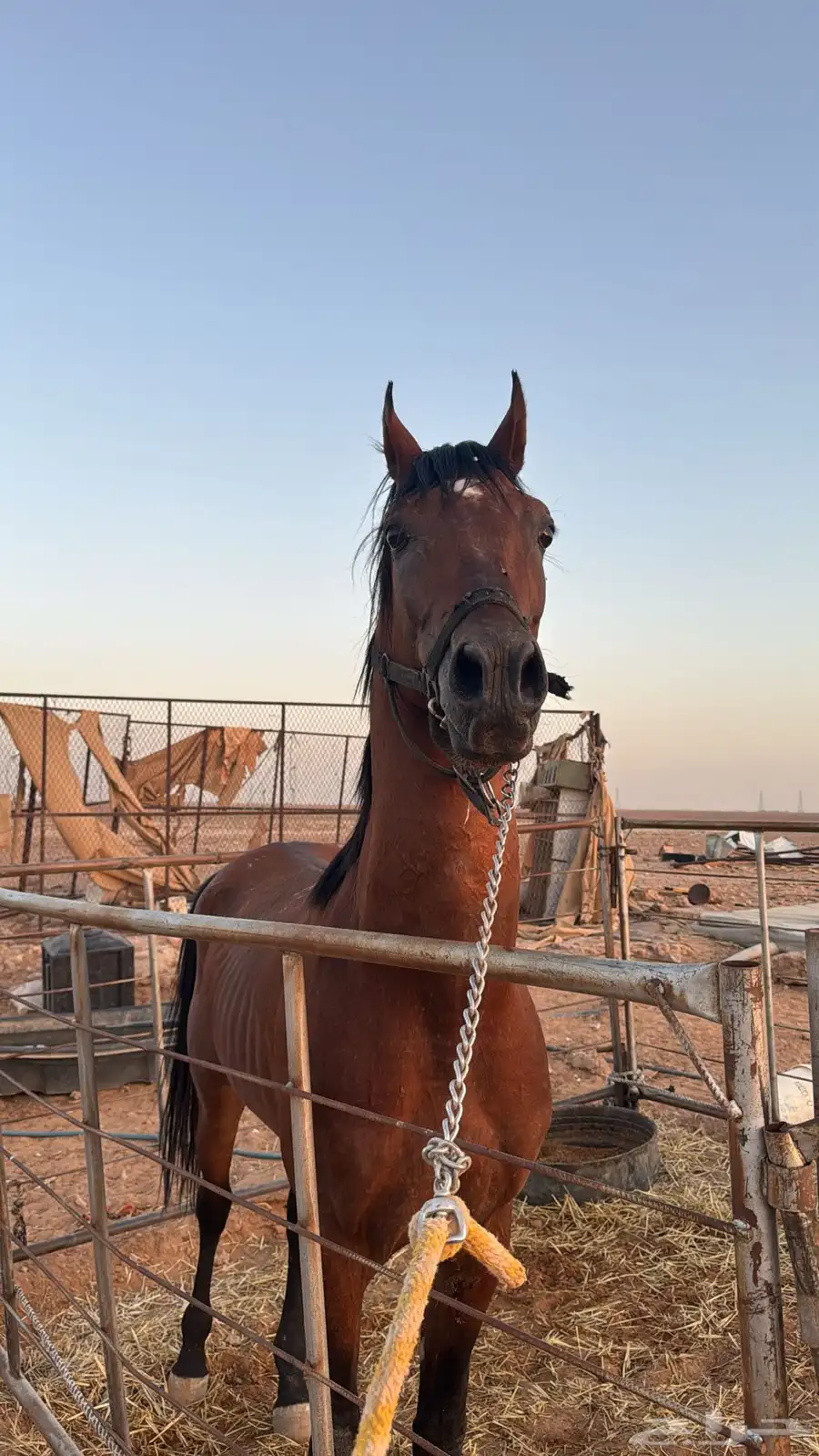 حصان شعبي للبيع وا سبوق   وا طالع على ابطال 1