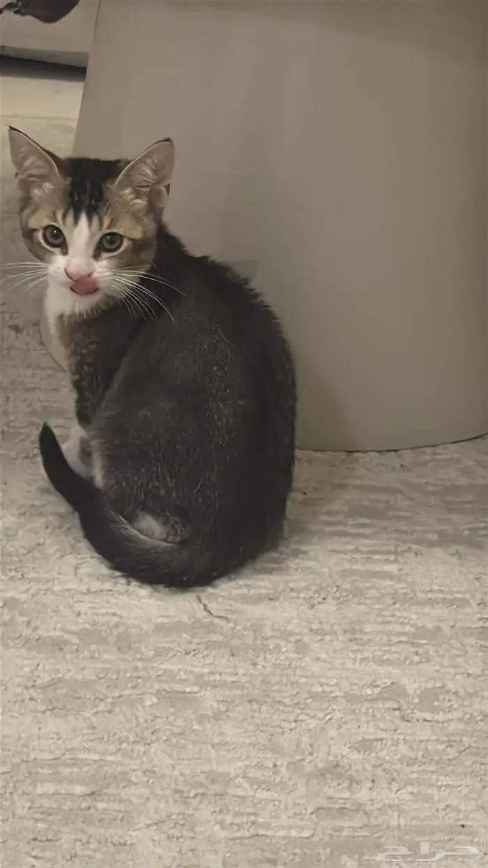 قطط للتبني 2